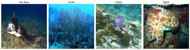 Combining YOLO Object Detection with Image Classification Models